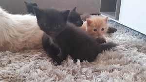 Милые котята (4 фото из 7)
