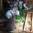 Кроликов (фото #2)