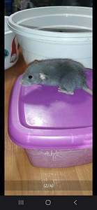 Kesyrotan poikasia (4 valokuva sivusta 4)