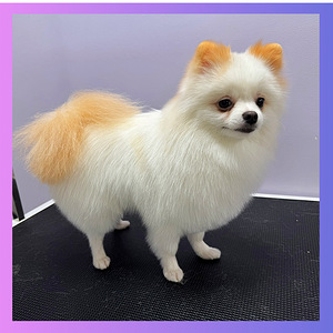 Lemmikloomade juuksur/Groomer (8 foto / 10)