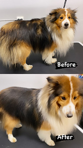 Groomer/lemmikloomade juuksur (8 foto / 10)