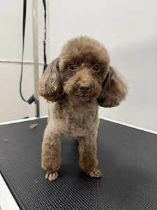Groomer/lemmikloomade juuksur (9 foto / 10)
