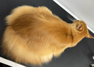 Groomer Lasnamäe