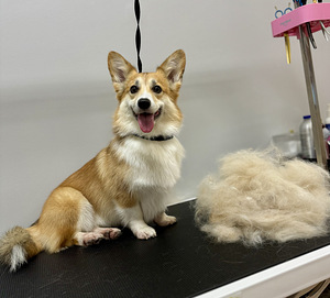 Lemmikloomade juuksur/Groomer (4 foto / 8)