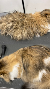 Lemmikloomade juuksur/Groomer (8 foto / 8)