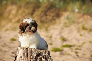 Shih Tzu kutsikad (4 foto / 4)