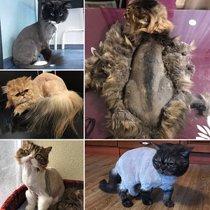Стрижка кошек (1 фото из 3)