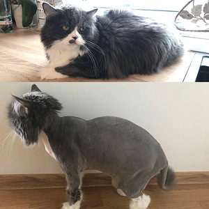 Стрижка кошек (3 фото из 3)