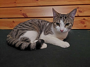 Котик 7-8 месяцев (3 фото из 6)