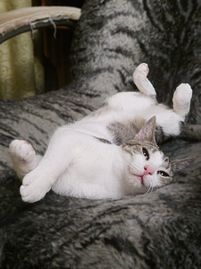 Котик 7-8 месяцев (6 фото из 6)