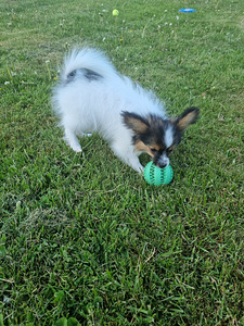 Papillon (4 foto / 10)