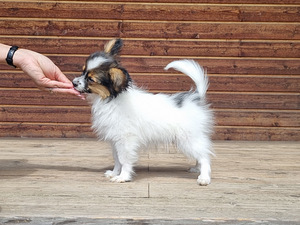 Papillon (8 foto / 10)