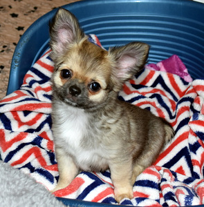 CHIHUAHUA EMANE KUTSIKAS (1 foto / 4)