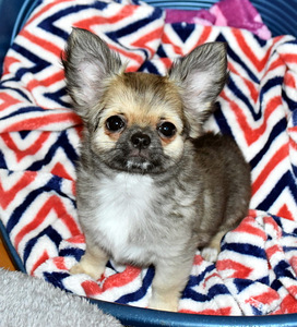 CHIHUAHUA EMANE KUTSIKAS (3 foto / 4)