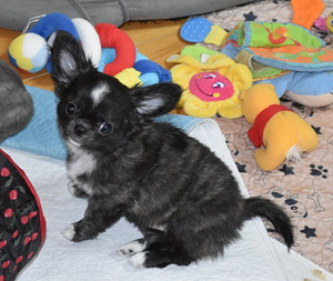 CHIHUAHUA EMANE KUTSIKAS, (2 foto / 3)