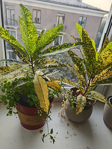 Croton toataim (2 foto / 2)