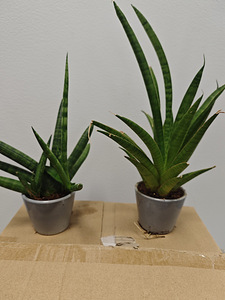 Toataim Sansevieria Cylindrica (Dracaena angolensis) (1 foto / 1)