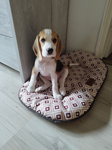 Müüa 2-kuune beagle kutsikas (2 foto / 3)