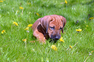 Rhodesian Ridgeback (4 nuotrauka iš 5)