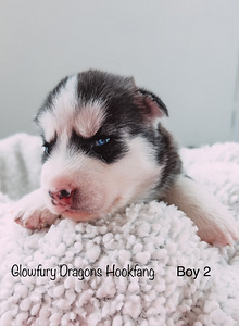 Siperianhusky (2 valokuva sivusta 4)