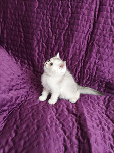 Британские котята (4 foto / 6)