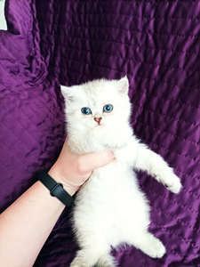 Британские котята (6 foto / 6)