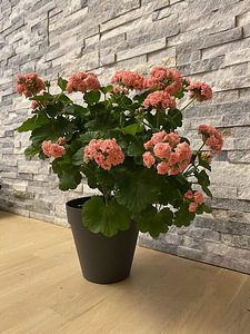 Пеларгония/Pelargoon/Pelargonium (4 фото из 10)