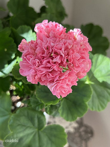 Пеларгония/Pelargoon/Pelargonium (8 фото из 10)