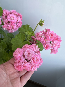 Пеларгония/Pelargoon/Pelargonium (9 фото из 10)