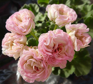 Pelargoonia/Pelargoon/Pelargonium (3 foto / 9)