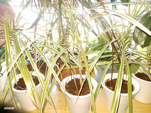 Dracena dracaena lill keraamilistes pottides (2 foto / 2)