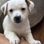Jack Russell Terrier kutsikad (foto #4)