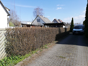 Puude langetamine (2 foto / 6)