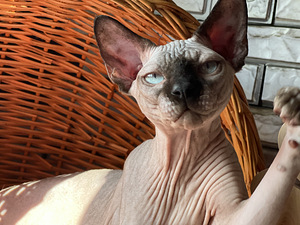 Котята канадского сфинкса (10 фото из 10)