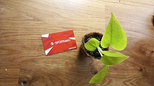 Müüa potos (epipremnum) (4 foto / 6)