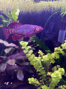 Notobranchius Korthausae Red (2 foto / 3)