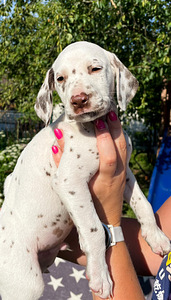 Dalmatian koiran pennut (2 valokuva sivusta 4)