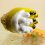 Tselluliidivastane seep-koorija loofaga (foto #4)