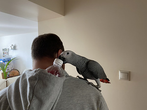 Žako hallpapagoi puuriga (5 foto / 9)