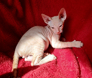 Котята донья сфинкс (3 фото из 7)