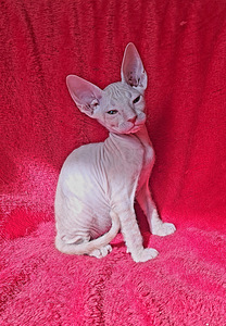 Котята донья сфинкс (5 фото из 7)