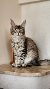 Котята Мейн Кун (3 фото из 3)