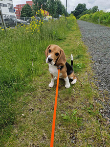 Koira Beagle tyttö 4,5 kk (4 valokuva sivusta 4)