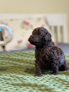 Toy puudel | Mängupuudel (9 foto / 9)