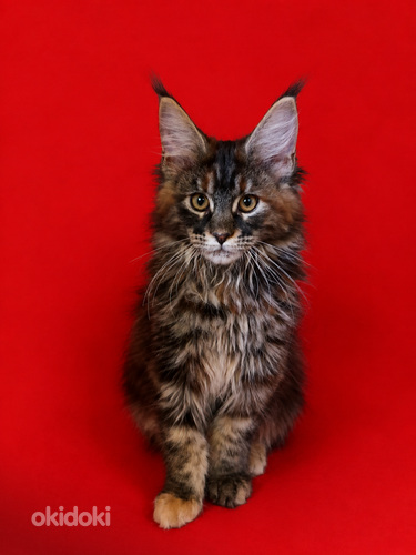 Maine Coon