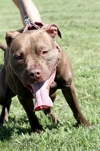 Paaritamiseks soovitan isase pitbull terjeri pitbulli (3 foto / 6)