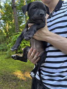 American Pitbull Terrier -pennut (2 valokuva sivusta 6)