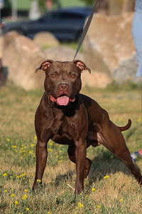 Tarjoan astutukseen pitbullurosta, amerikanpitbullterrieri.