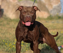 Piedāvāju vaislai pitbullu tēviņu Питбуль для вязки