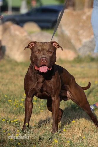 Piedāvāju vaislai pitbullu tēviņu